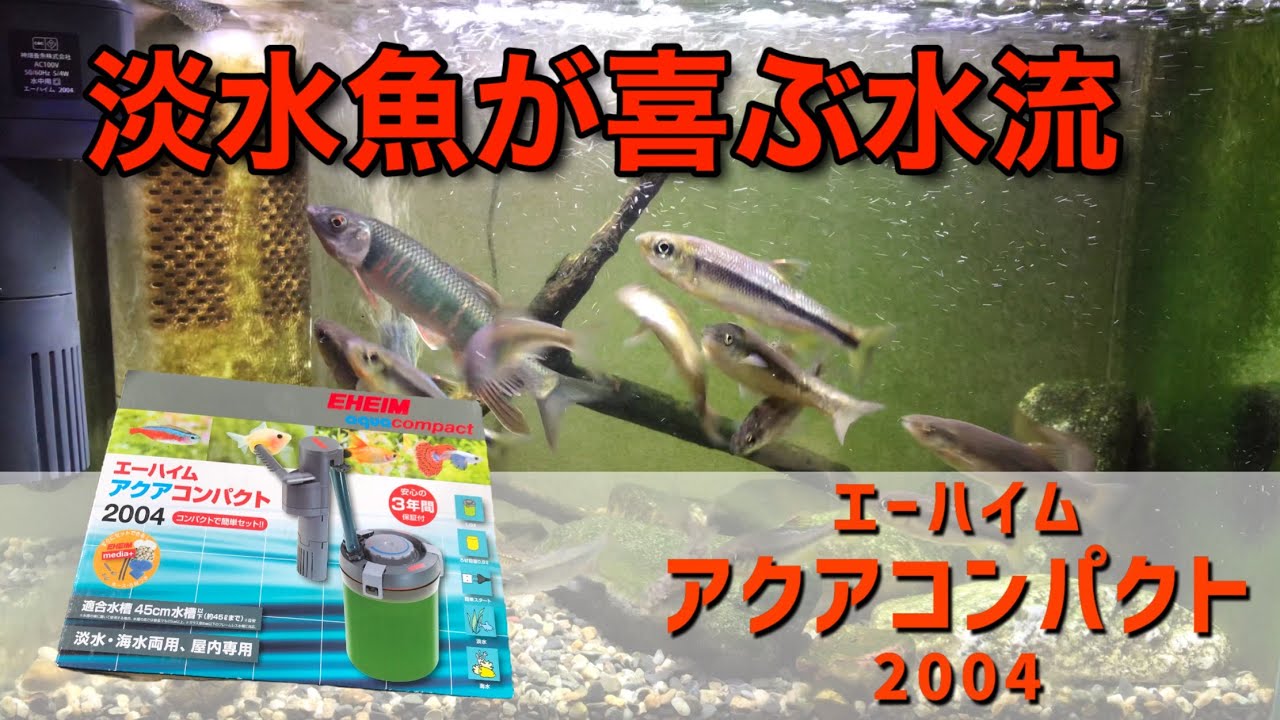 【川魚】淡水魚水槽に新たな外付けフィルター『エーハイムアクアコンパクト』を追加してみた！
