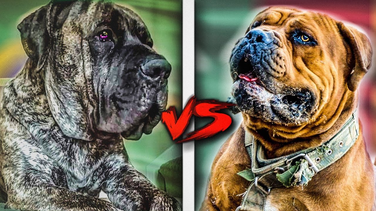 FILA BRASILEIRO VS BOERBOEL- Qual é o mais FORTE?