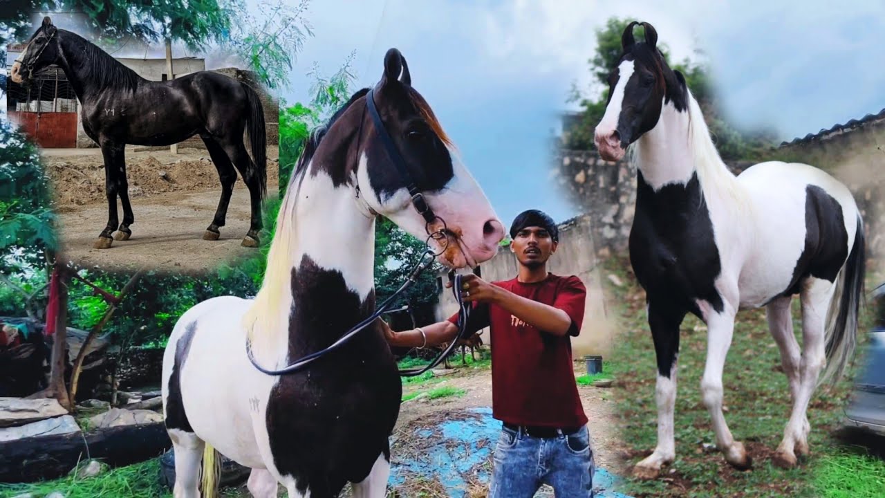 Sitaram ji ke ghode ka एक जोरदार result || stallion Rudraksh ||best horse in Udaipur