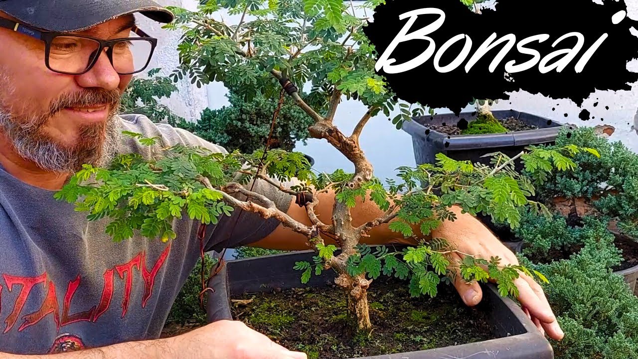 Pithecolobium tortum