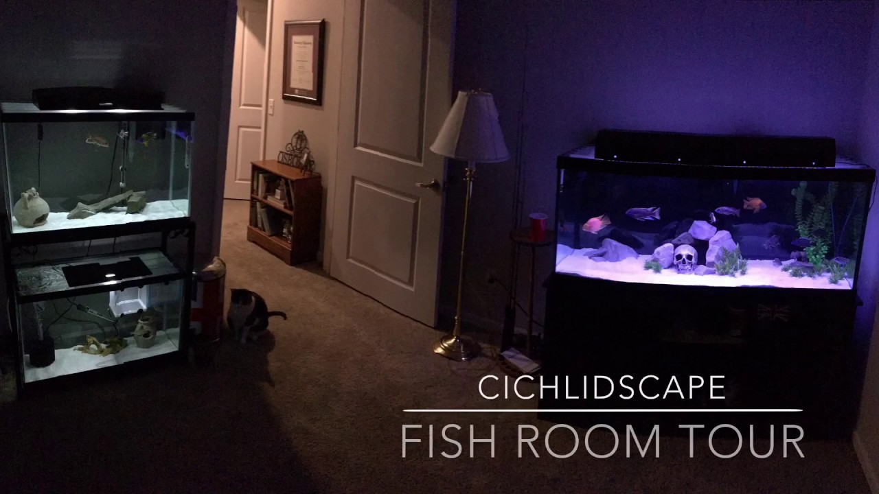 African Cichlid Fish Room Tour! Episode 1