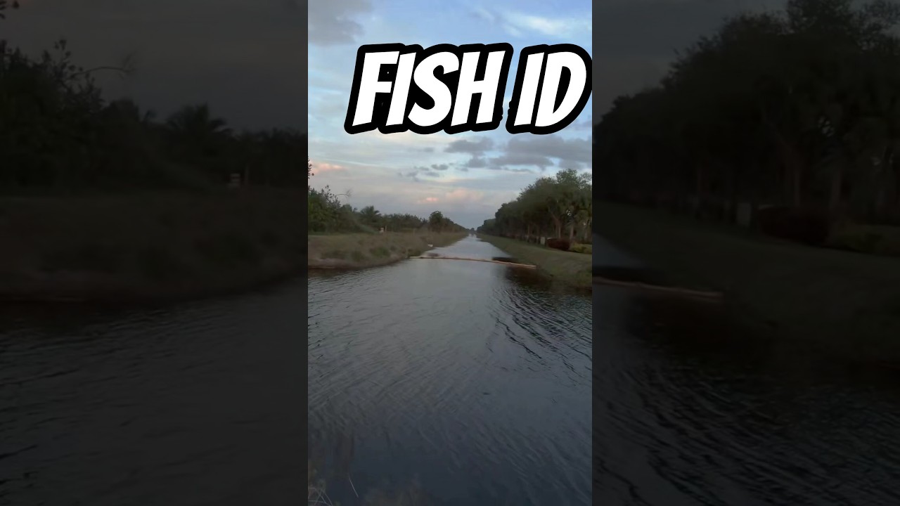 Fish ID Challenge #7 | Which Freshwater Species is in Your Backyard Canal?