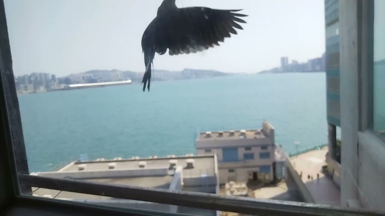 couple pigeons did amazing thing💞
