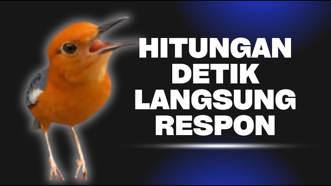 CEPAT RESPON! 1000% efektif buat pancingan Anis merah bisu macet total biar bunyi kembali | 31