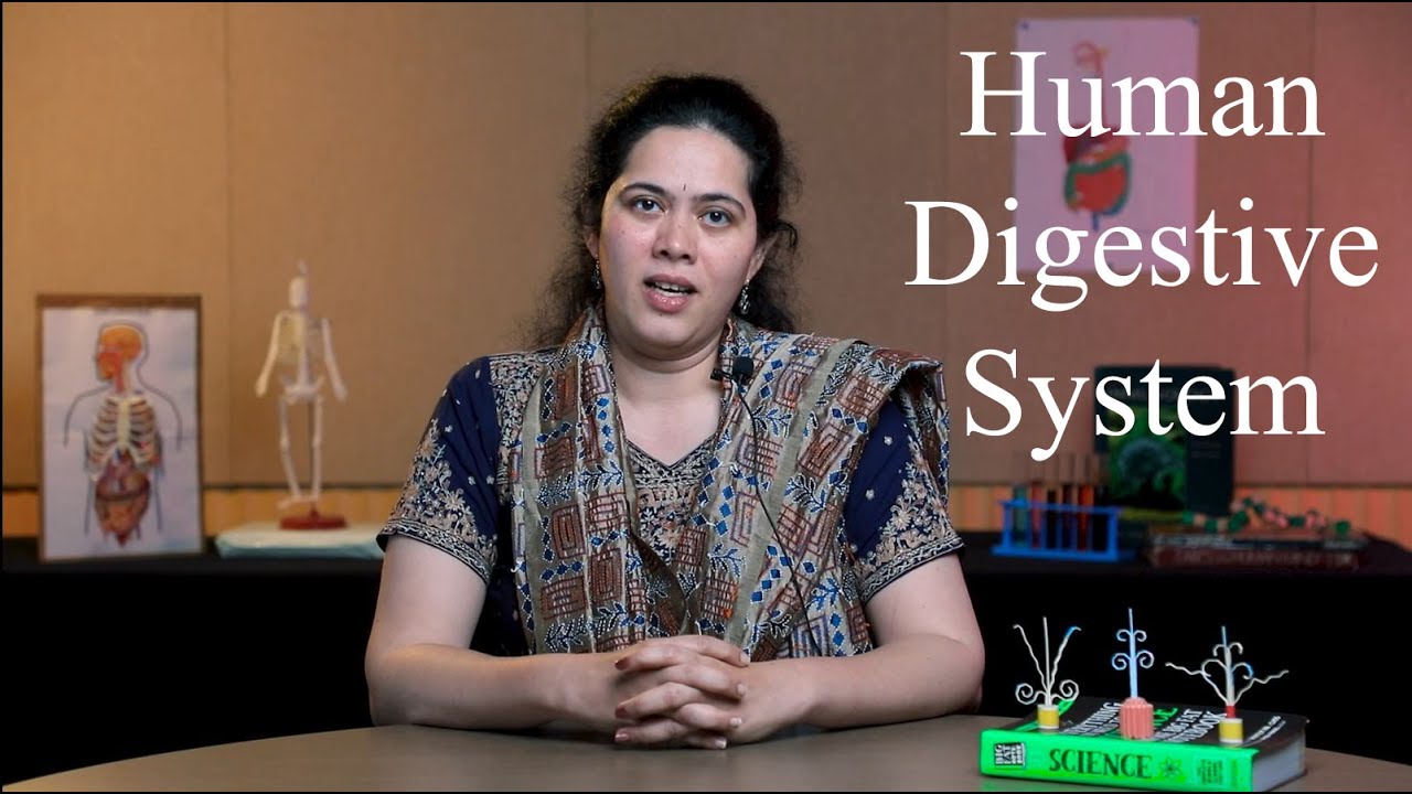Human digestive system | English