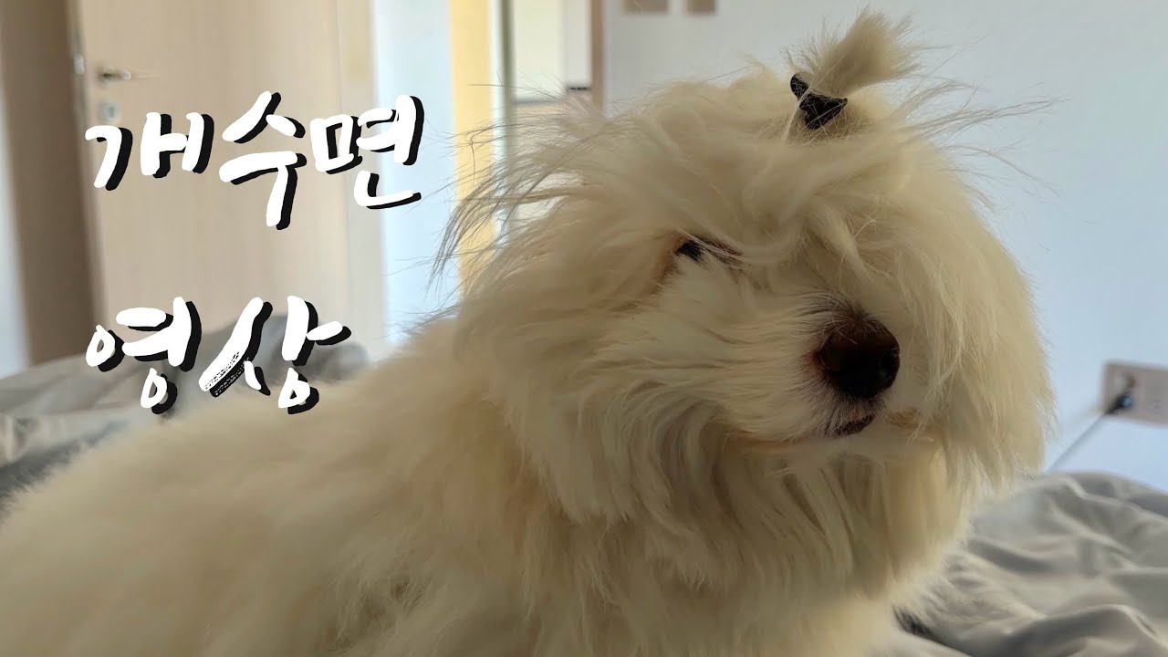 딥슬립 수면영상 l 강아지 l 반려견 l 일상Vlog l 수면장려 영상