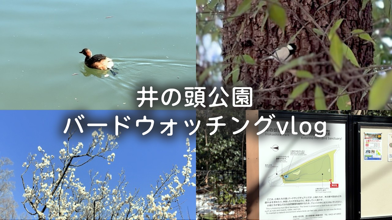 井の頭公園でバードウォッチングvlog