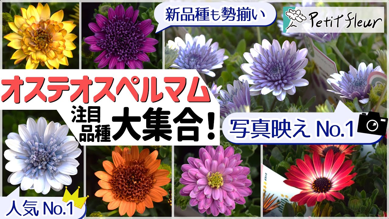 【大量入荷】オステオスペルマム注目品種！大集合！！