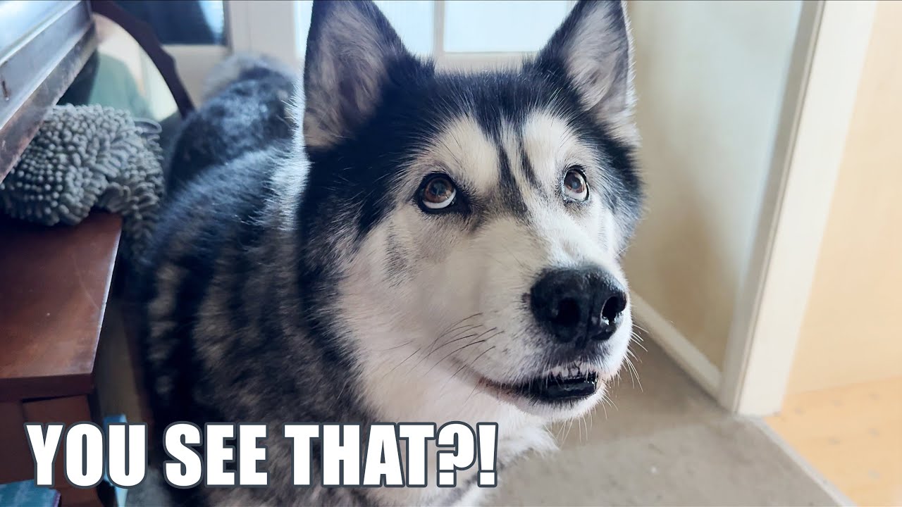 Sneaky husky Is Proud Out Smarting His Nan!