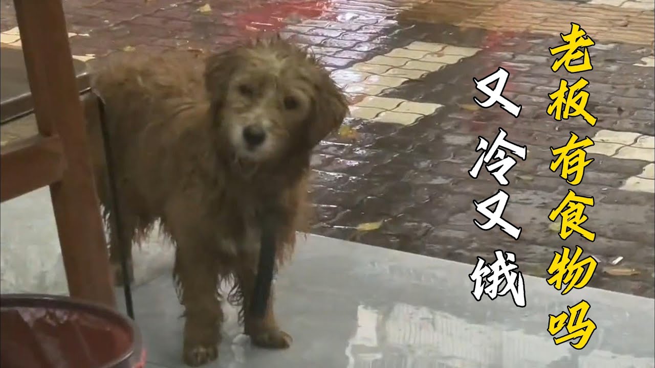 下雨天店鋪門口來了壹只狗狗，看到它可愛的模樣店主立馬拿出了食物