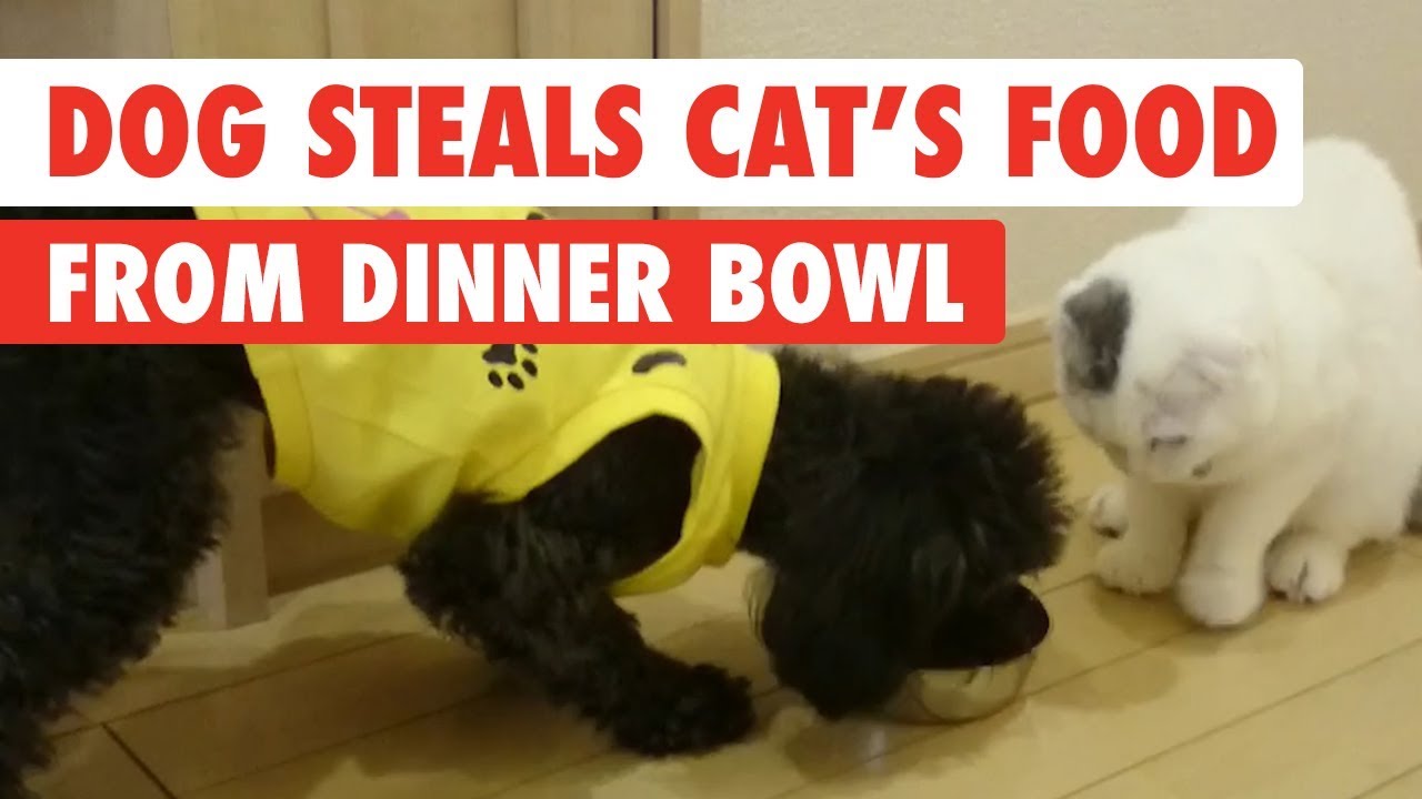 Dog Steals Cats Food From Dinner Bowl