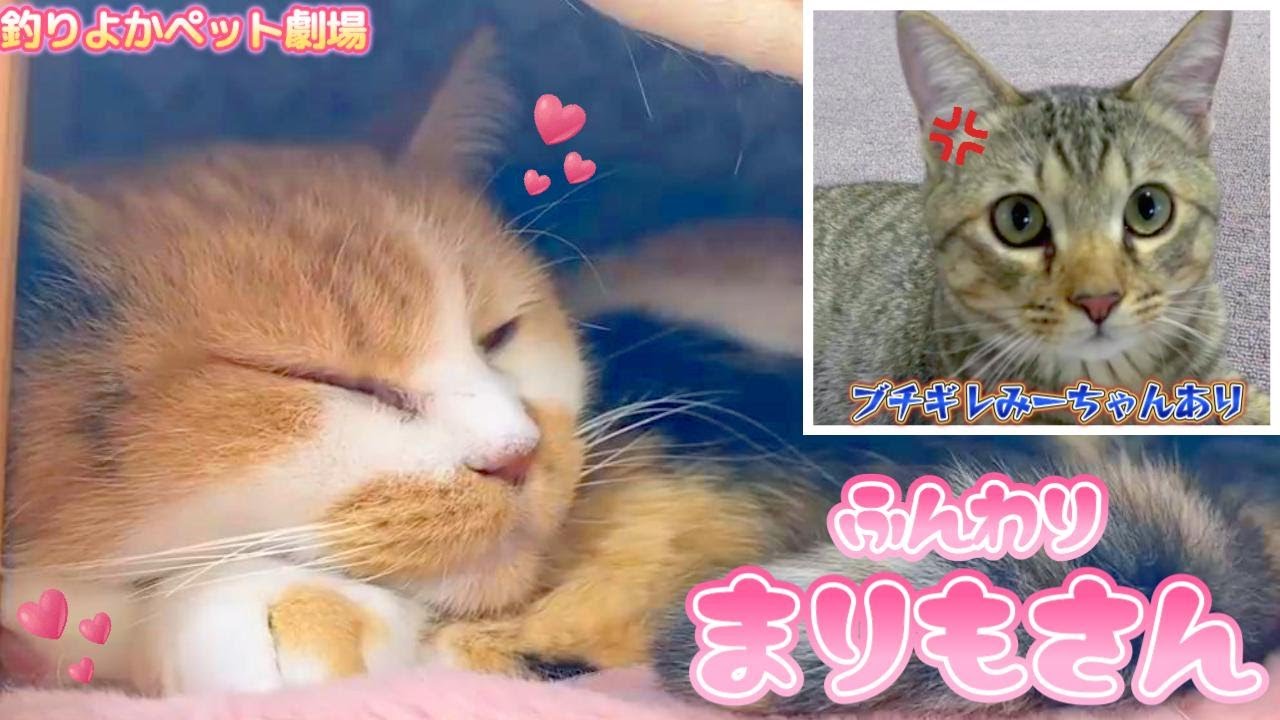 【釣りよかペット劇場】穏やかなまりもさんとブチギレみーちゃん！ Part.80