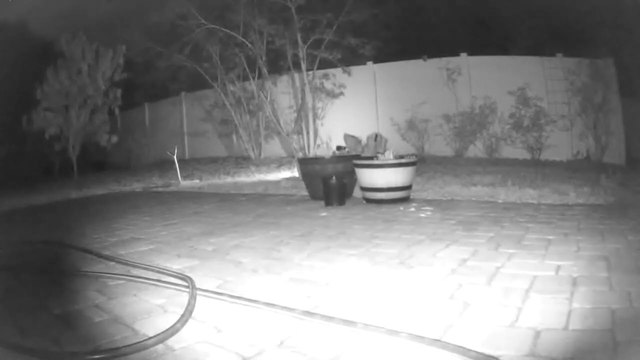 Super fast rabbit and raccoon running