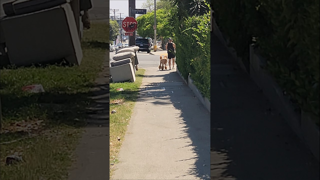Walking Around West Hollywood #westhollywood #weho #hollywood #explore #trash #comedy #funny #LA #ha