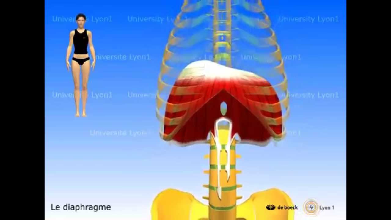 Muscle diaphragme, périnée simplifié (ancienne conception), muscles intercostaux.