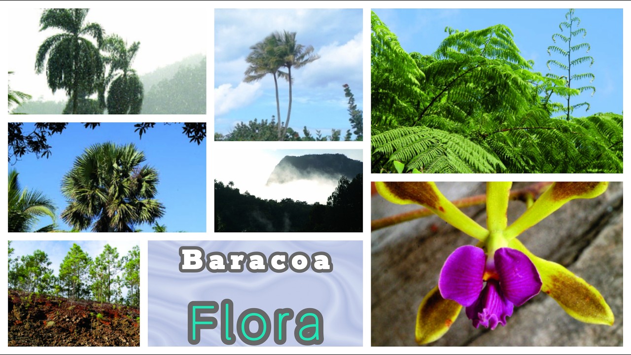 Flora en Baracoa. Fonaciones Vegetales. @MisViajes-jemar