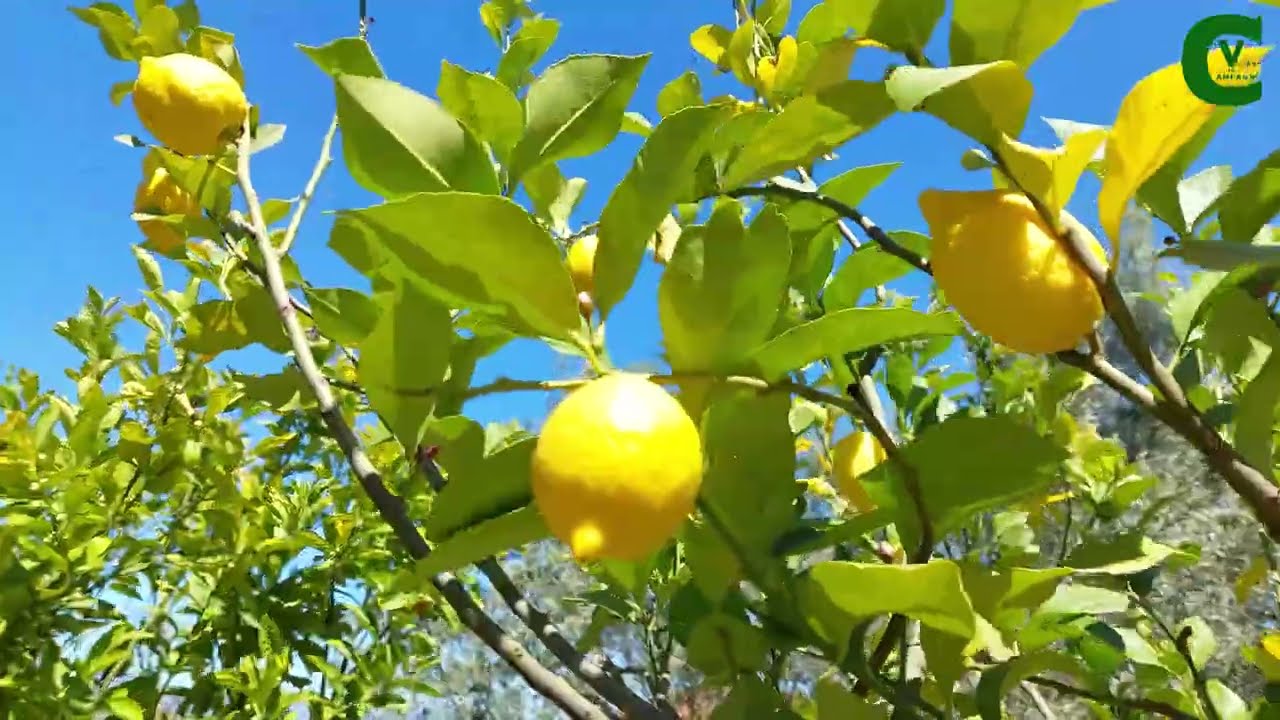 Potatura del limone: ecco poche regole da seguire