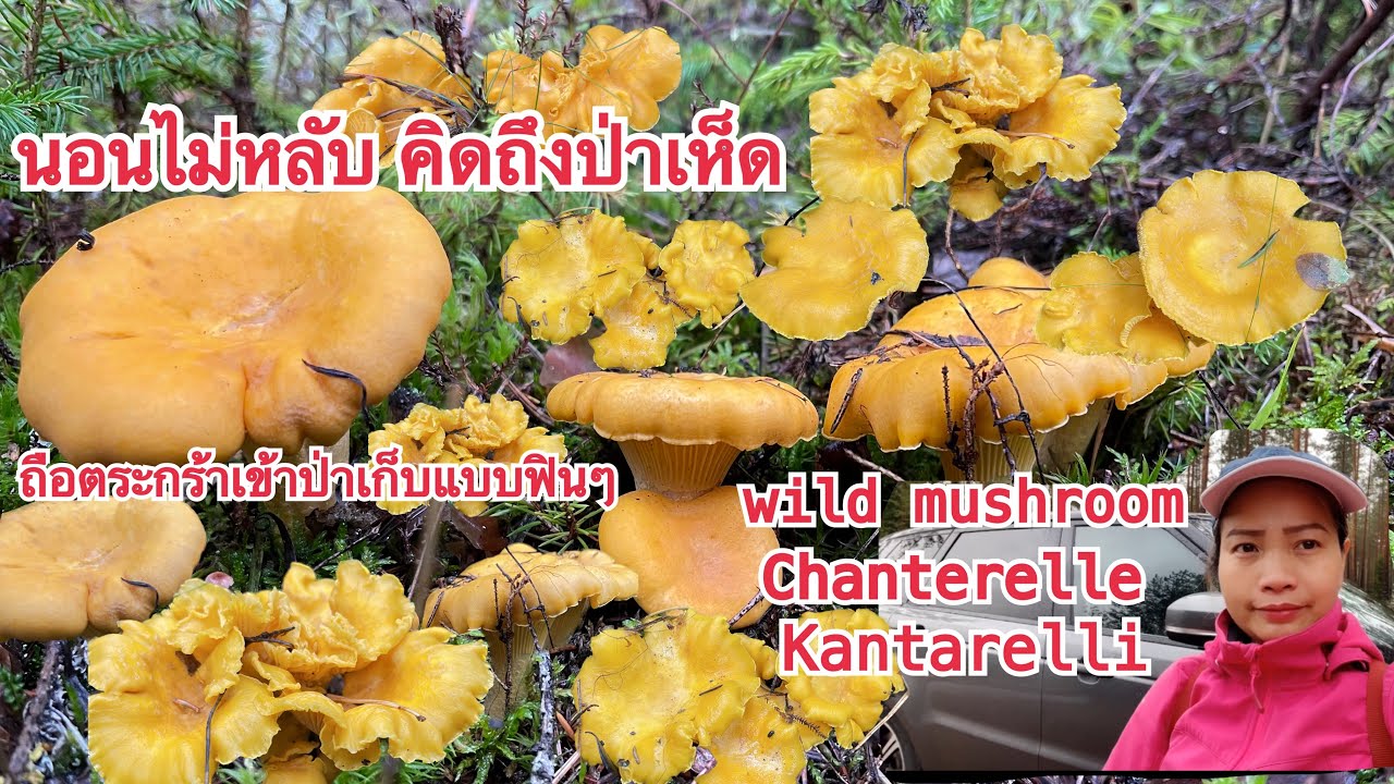 #wildmushrooms  นอนไม่หลับ คิดถึงแต่ป่าเห็ด ไปเก็บเห็ดให้ลูกค้า  เข้าป่าเก็บๆๆๆ รีบกลับบ้าน