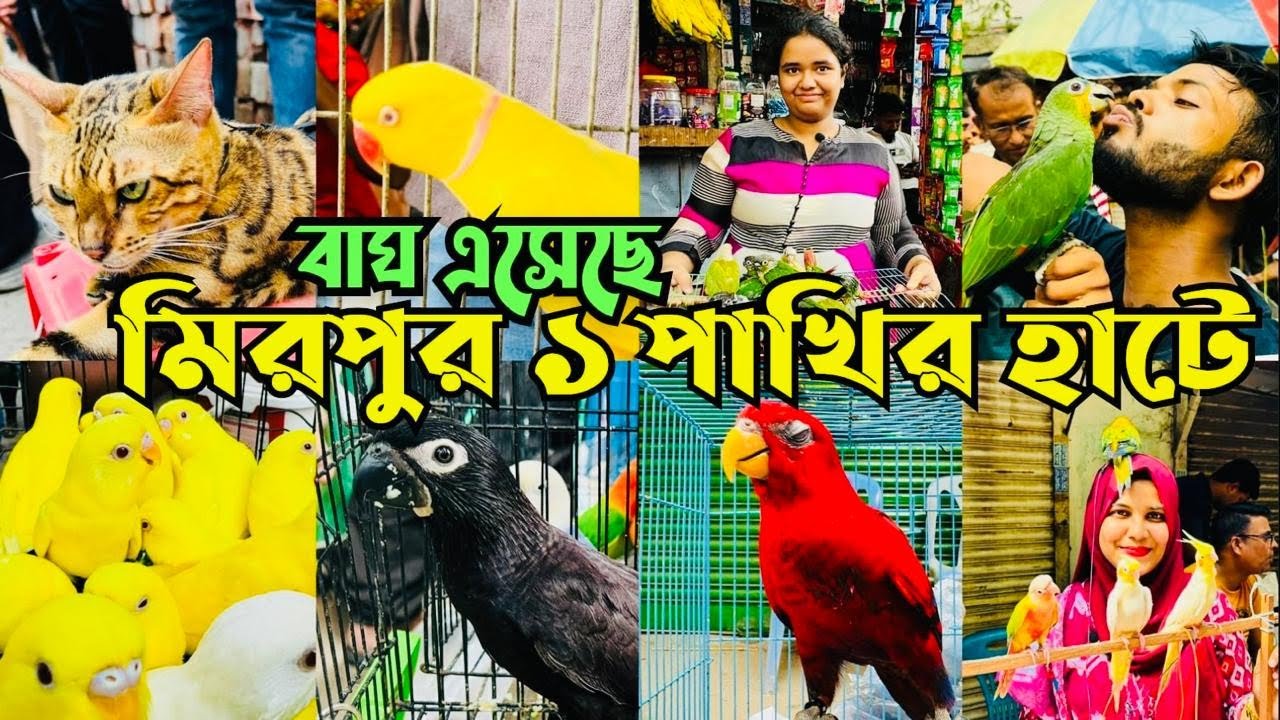 বাঘ এসেছে হাটে | Mirpur 1 Pakhir Hat | মিরপুর ১ পাখির হাটে নানা রঙ্গের পাখি #viral