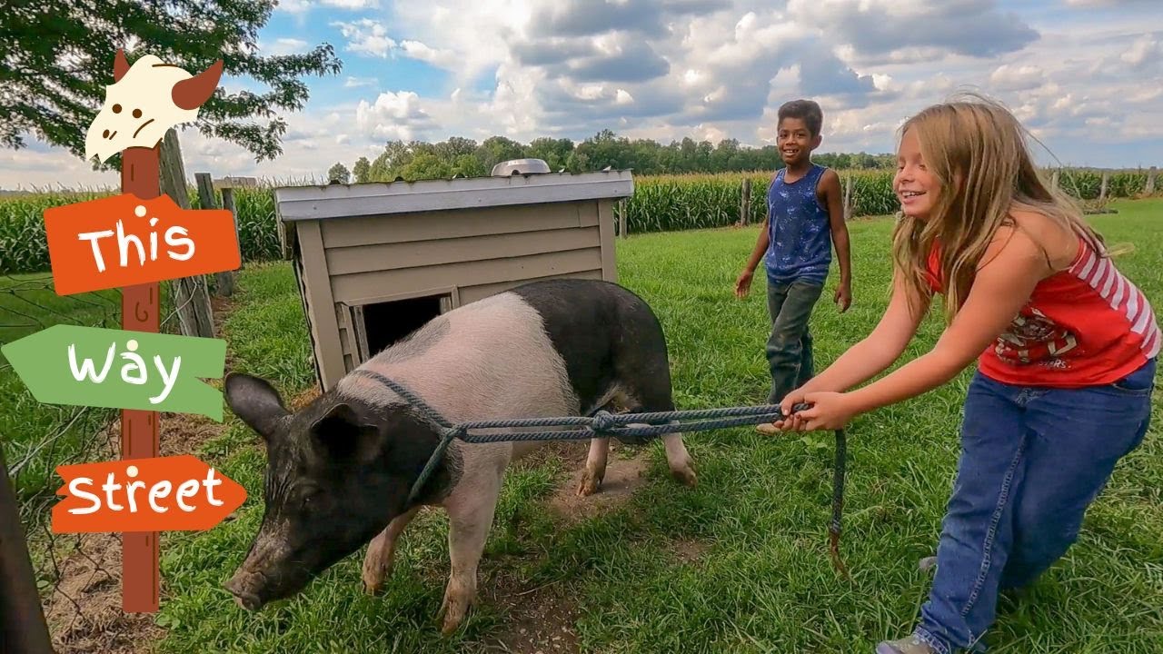 Can You Ride A Pig? They Really Tried!