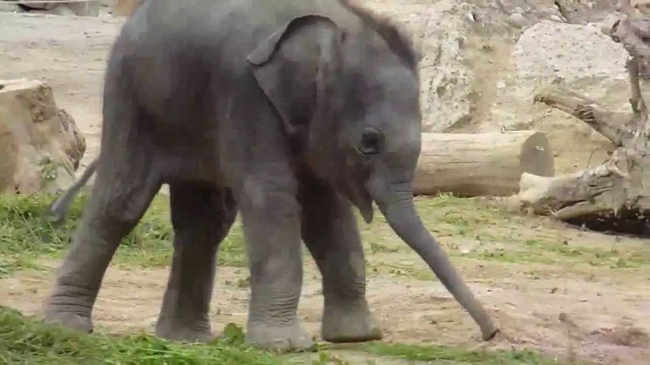 HAPPY BIRTHDAY - Elefant Ludwig feiert seinen 2. Geburtstag am 6. Mai 2013 - Tierpark Hellabrunn