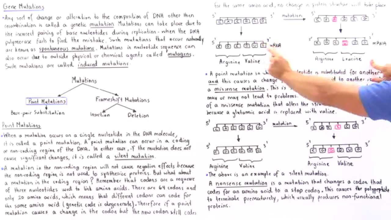 Point Mutations (Base-Pair Substitutions)