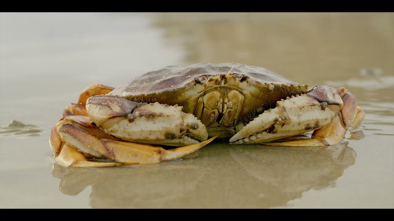 Newport: Dungeness Crab Capital of the World