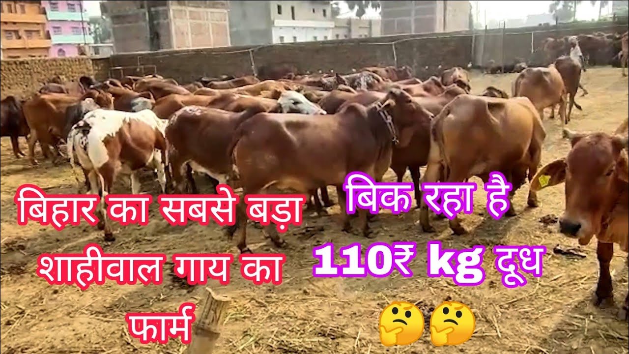 Grambhumi Shahiwal Cow Dairy Farm Patna Bihar