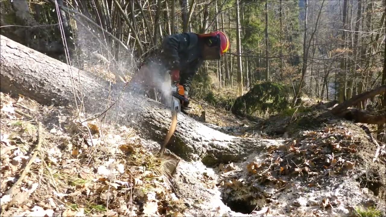 Forest job / Těžba dřeva do svahu - Stihl 261 #190