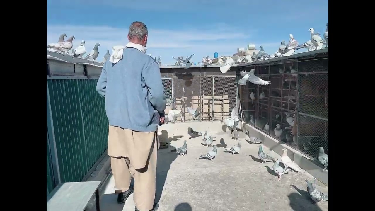 Quetta pigeon of ustad nawab lala