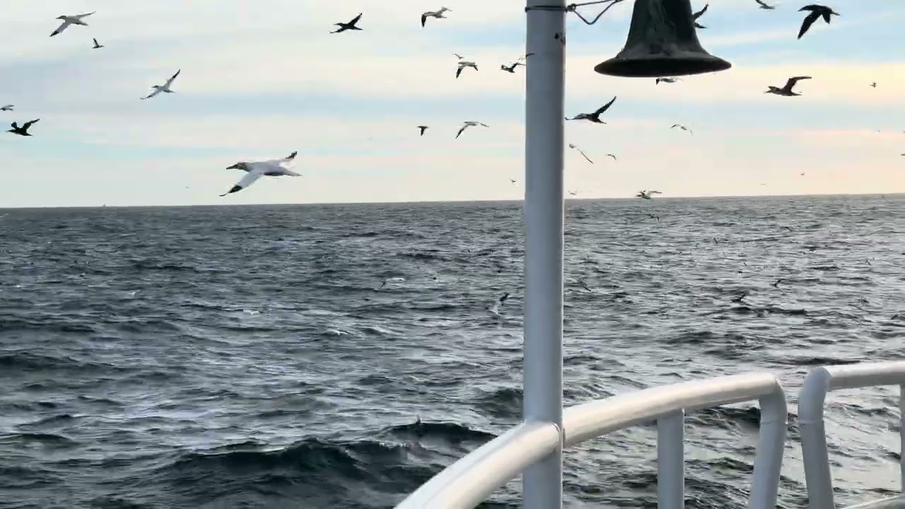 🌻thousands of tons of fishing #fishinglife #classicboat #fishboat #ocean #ship 