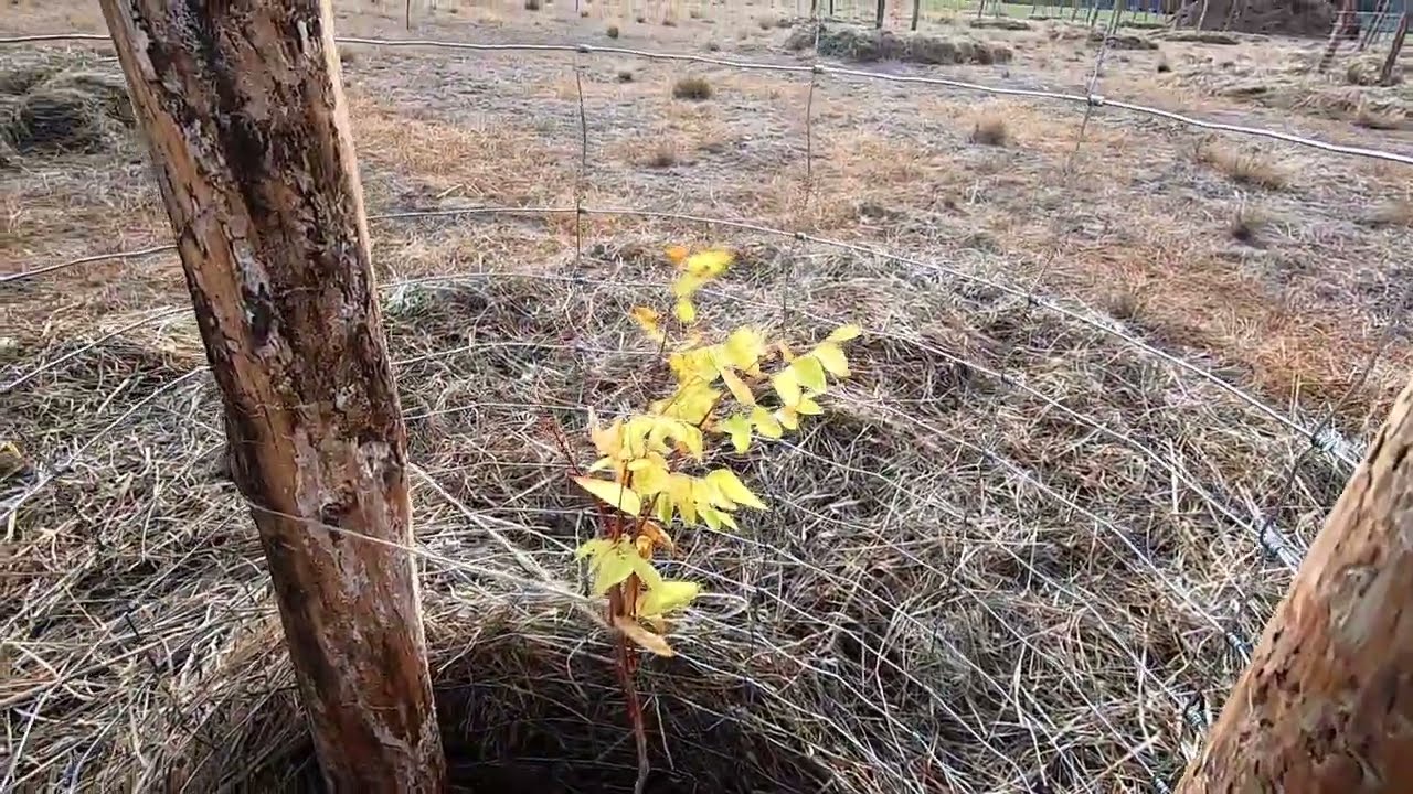 #1 FoodForest - zakładamy jadalny ogród leśny na nieurodzajnej glebie, prezentacja gatunków, rozstaw