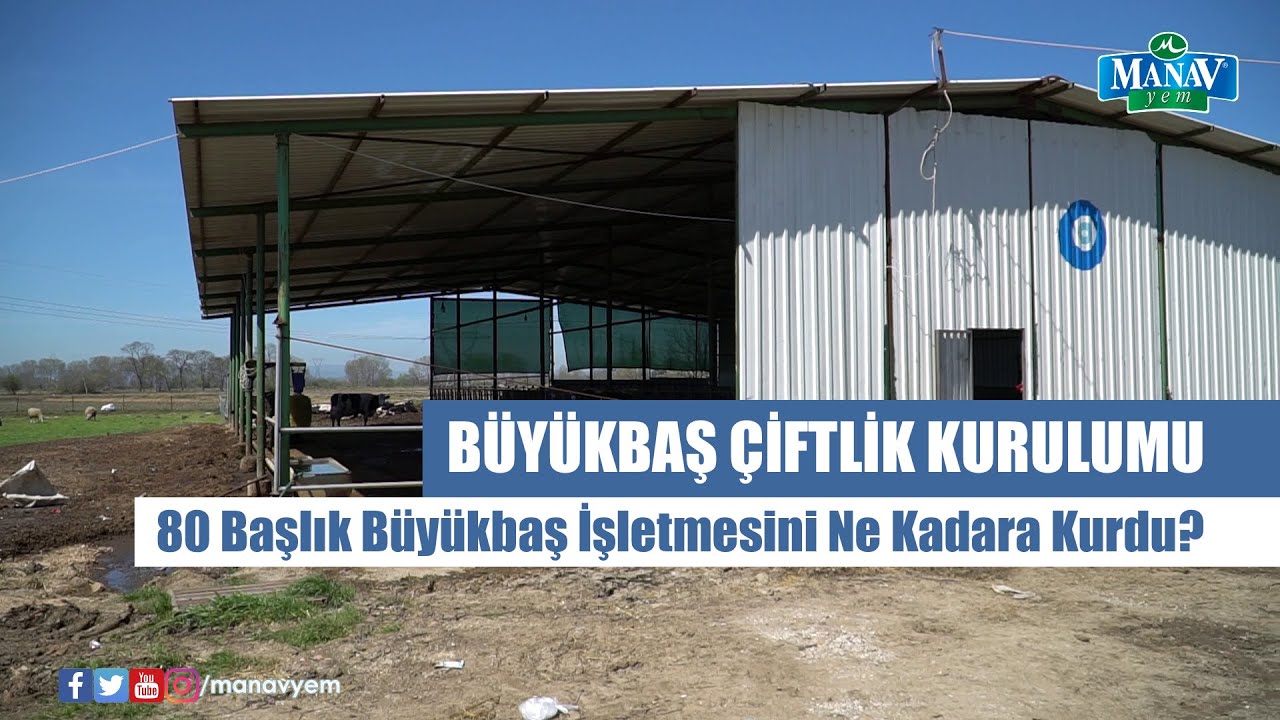 80 Başlık Büyükbaş İşletmesini Ne Kadara Kurdu? | Büyükbaş Çiftlik Kurulumu
