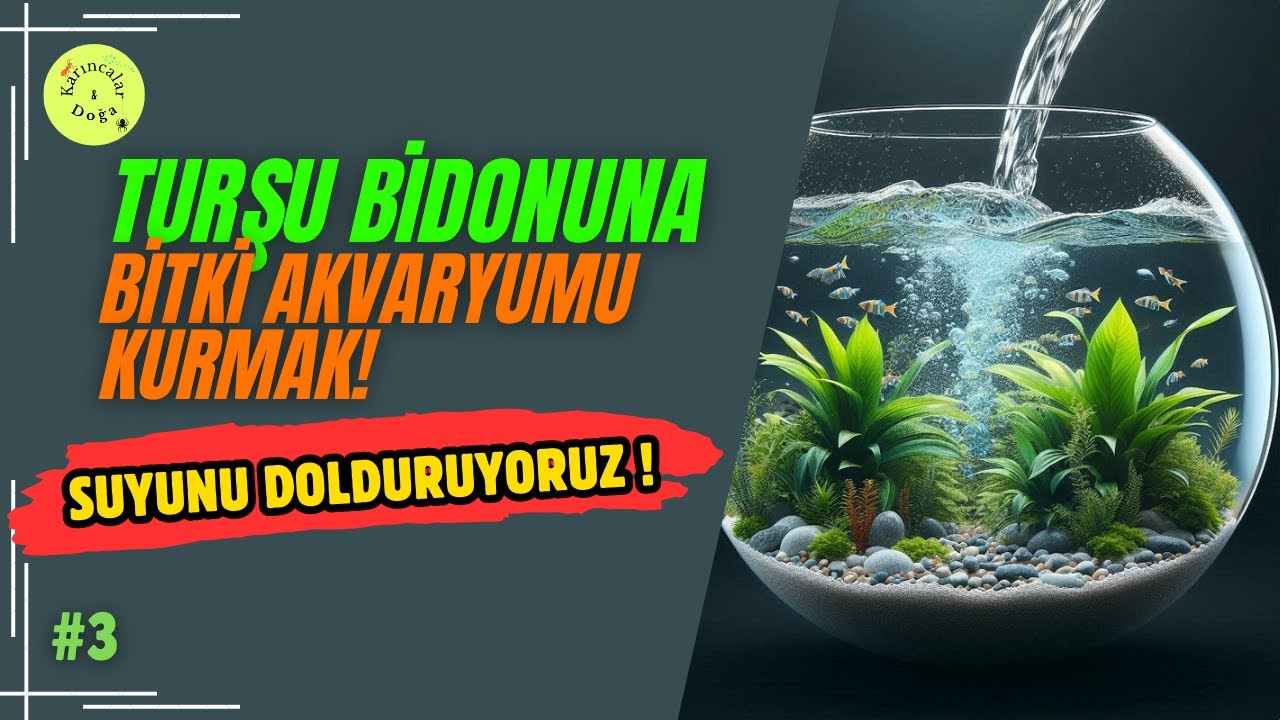 BİTKİ AKVARYUMUNUN SUYUNU DOLDURDUK! Bitki akvaryumu nasıl kurulur? #akvaryum