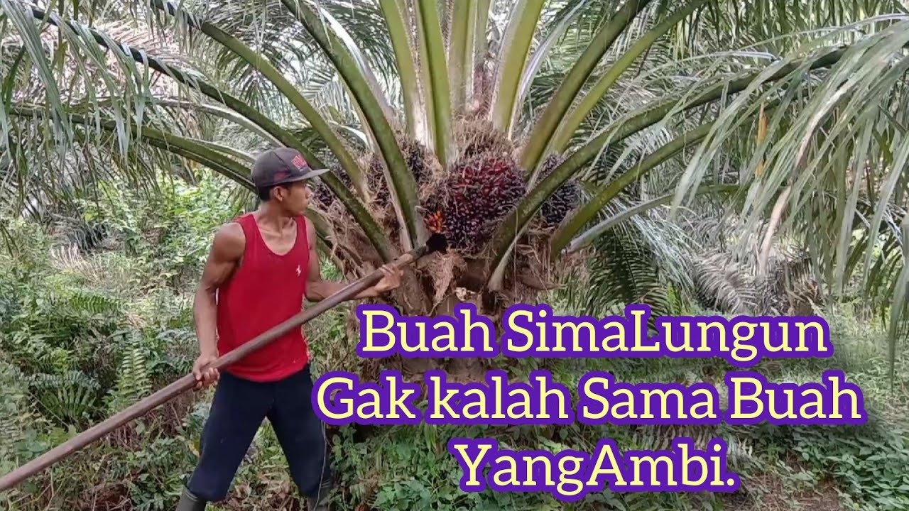 ANDA HARUS TAU BUAH SAWIT SIMALUNGUN.