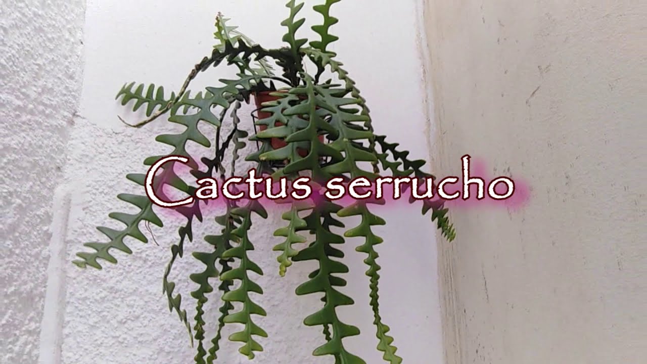Cactus serrucho - Cuidados básicos