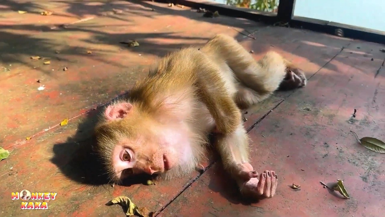 It seems like Monkey Kaka is feeling depressed because can't escape from this place.