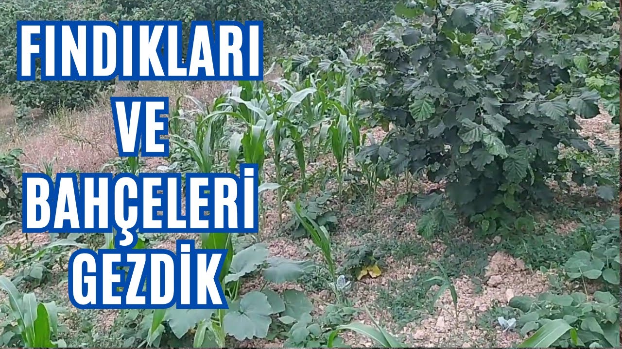 Samsun'da Fındıkların Durumu. Bahçeleri Gezdik.