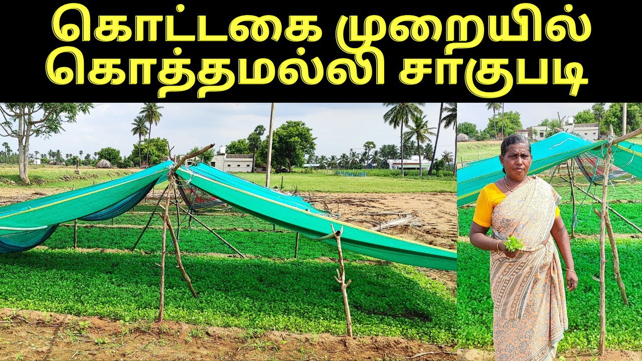 Coriander Farming A to Z | கொத்தமல்லி விவசாயம் | verukku neer