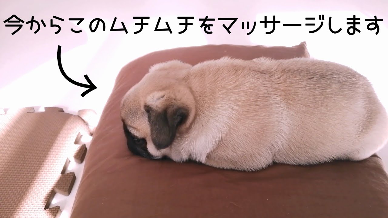 むちむちボディの赤ちゃんパグをマッサージ [퍼그pug子犬]