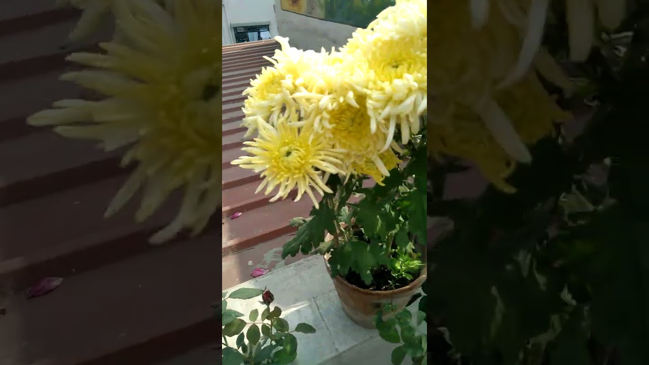 শুভ দুপুরের শুভেচ্ছা 