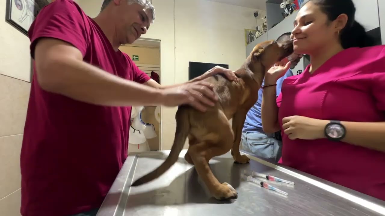 Valentín. El perrito que enamora a todos!