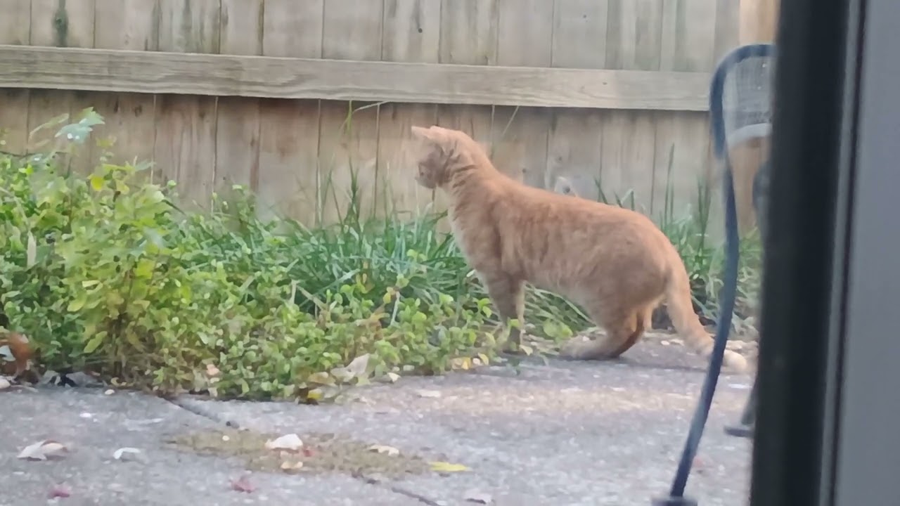 Orange Cat Catches A Mouse in My Yard