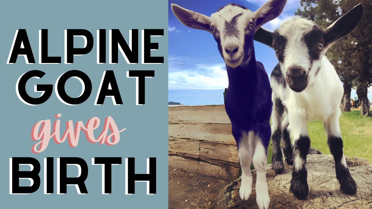 Alpine Goat gives birth! July 2022