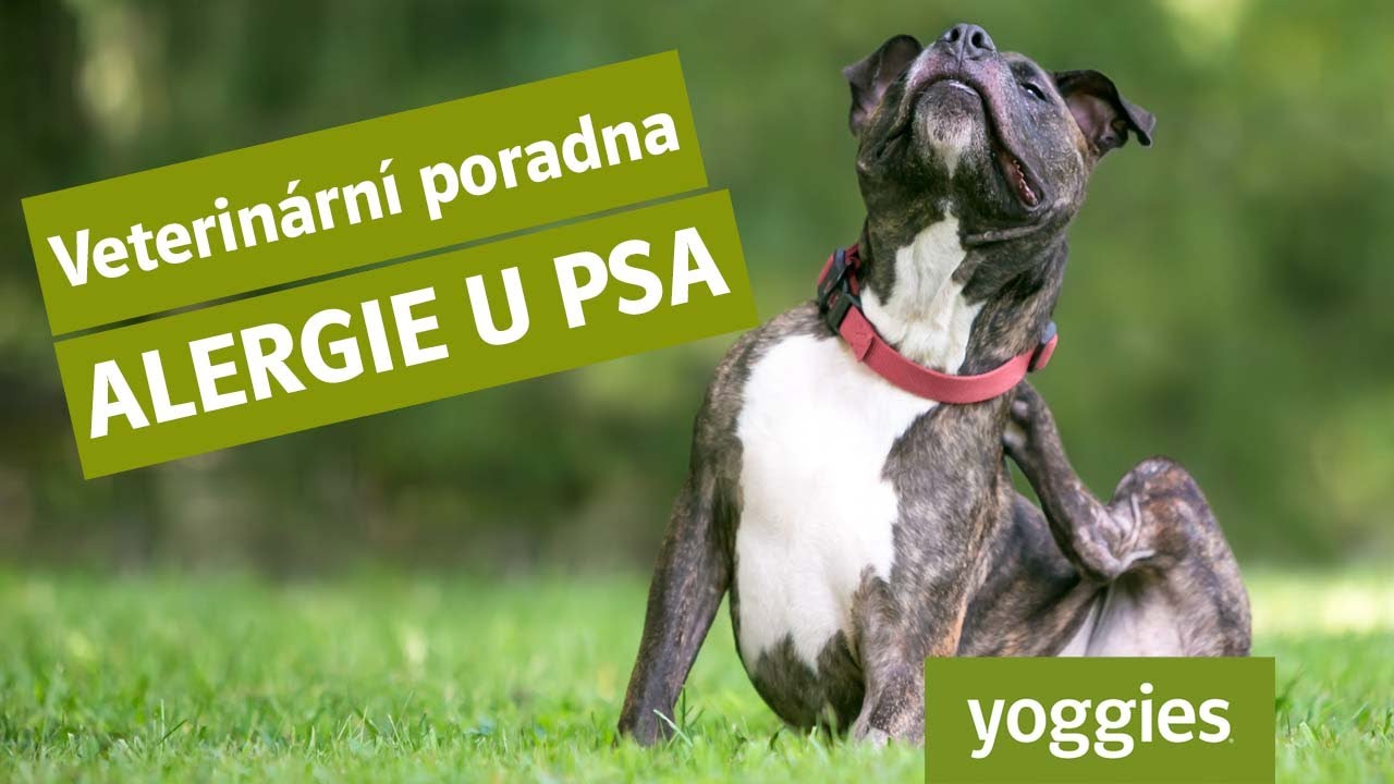 Yoggies | Veterinární poradna - Alergie u psa