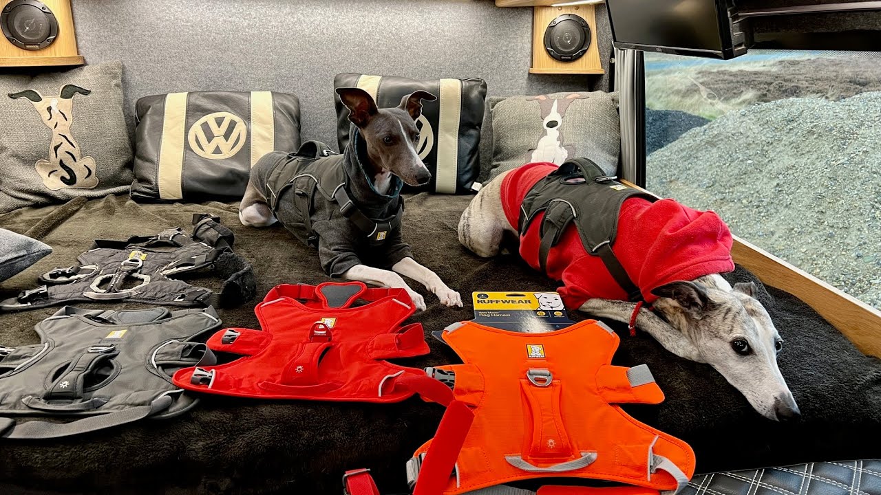 Новости о собаках породы уиппет! Новая шлейка Ruffwear Webmaster и новости о дворняжках и дворняж...