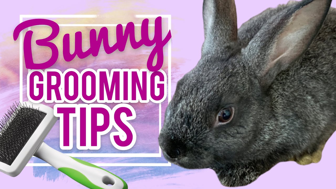How To Groom Your Bunny || Great Rabbit Grooming Tips