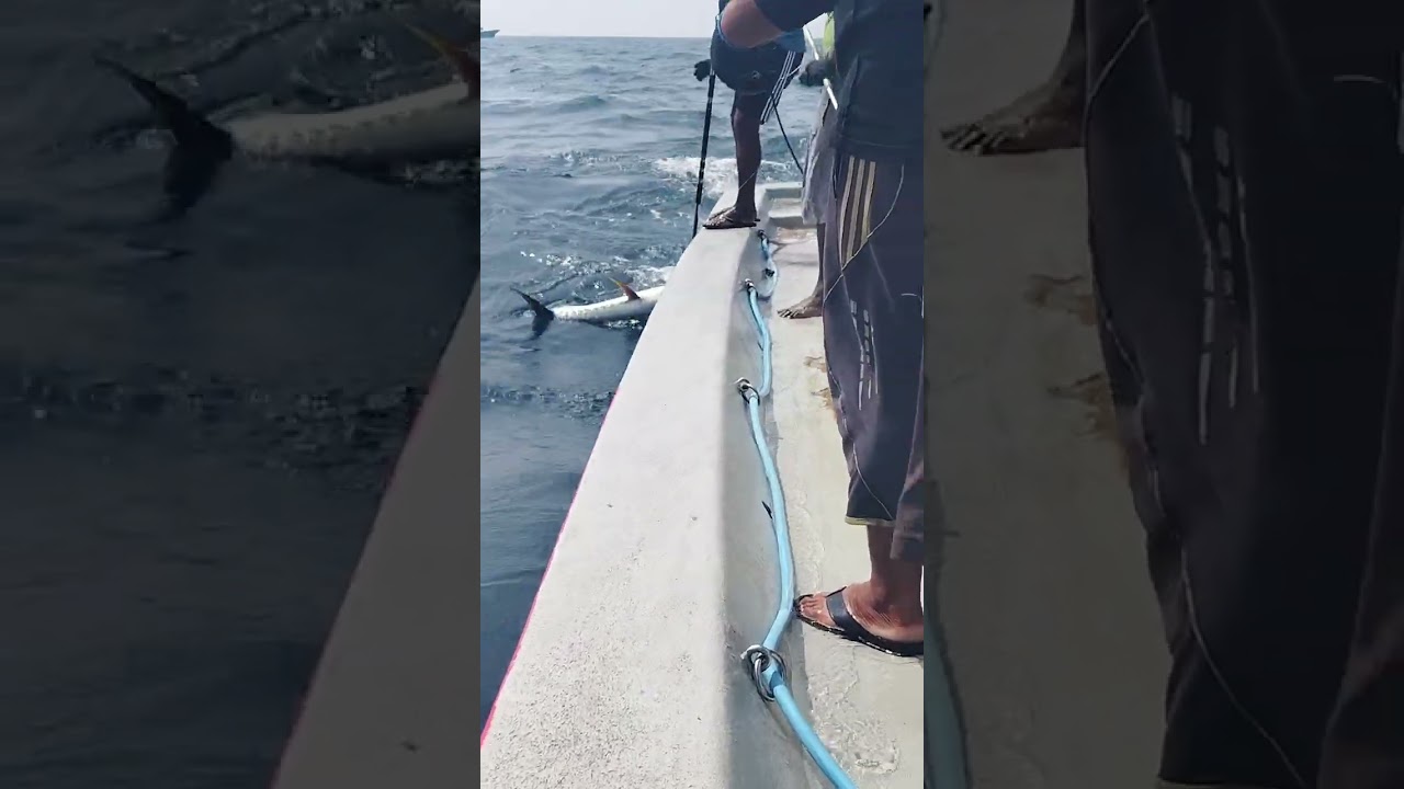 Kanda ludu Maldives #viral #funny #dolphin #fishing #india