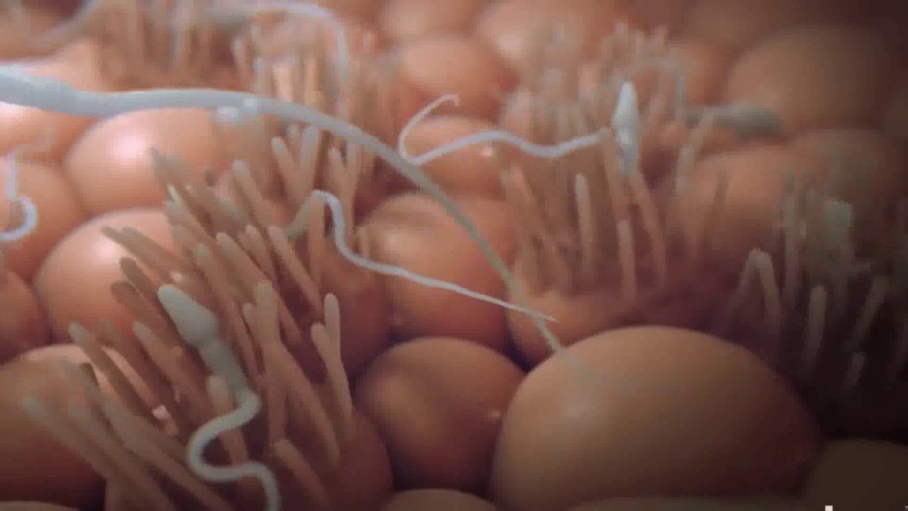 Impressionante , la strada percorsa  dello sperma !