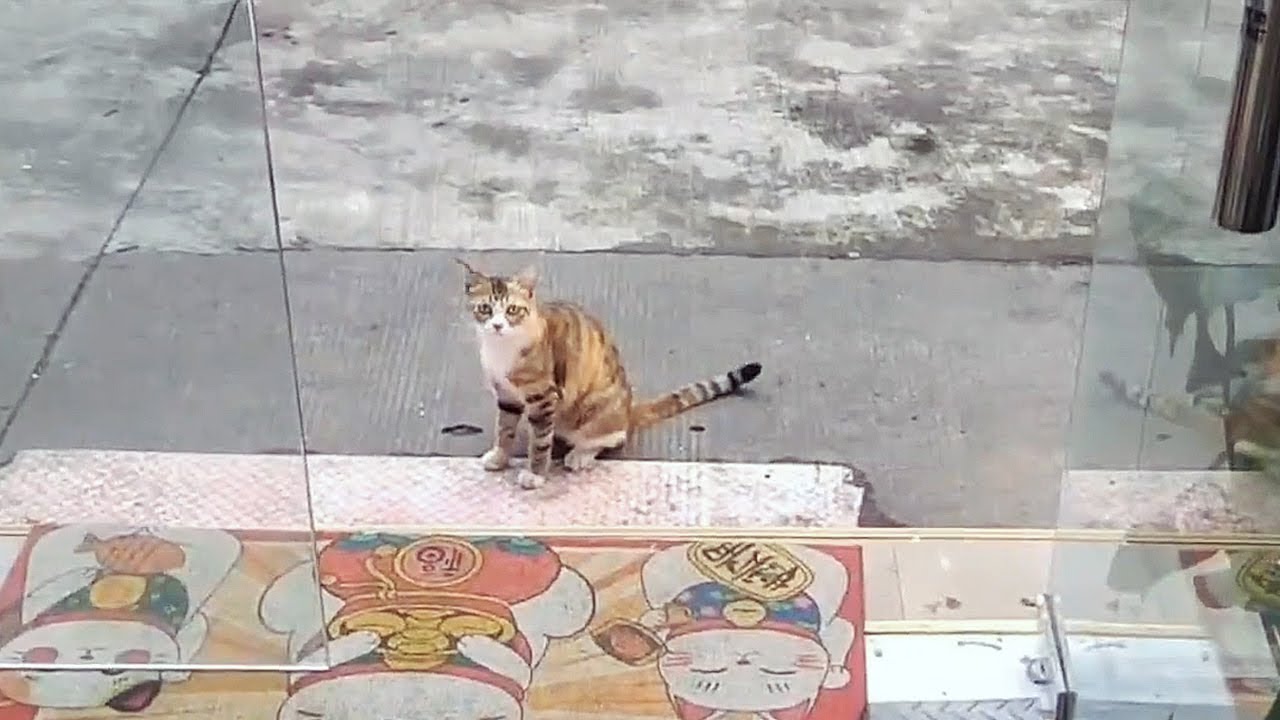 У дверей цветочного магазина появилась беременная бездомная кошка